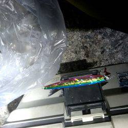 カマス君ケンサキさん