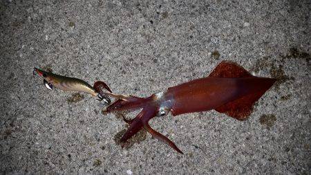 ケンサキサイズアップ