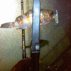 メバルにガシラ