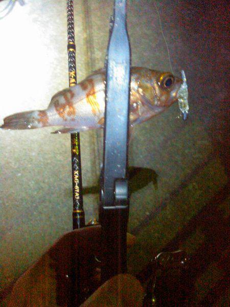 メバルにガシラ