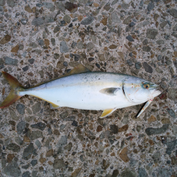 元気なツバス3匹！