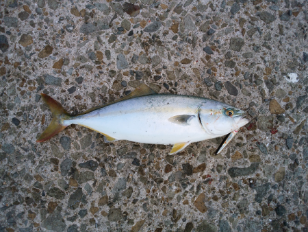 元気なツバス3匹！