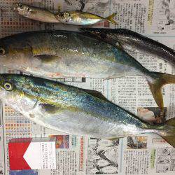 ショアジギング 初青物!