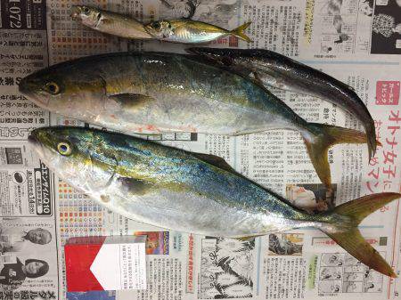 ショアジギング 初青物!