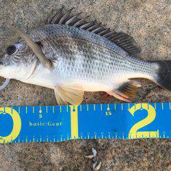 淀川ブリゲー デイキビレ