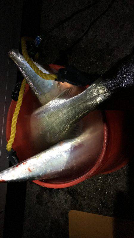 イカはどこに？