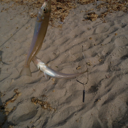 チョイ投げのキス釣り