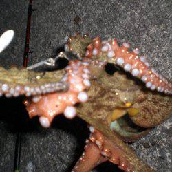 オクトパッシング