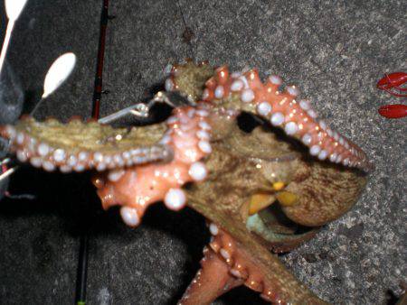 オクトパッシング