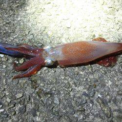 剣先イカ 絶好調‼