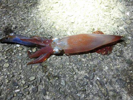 剣先イカ 絶好調‼