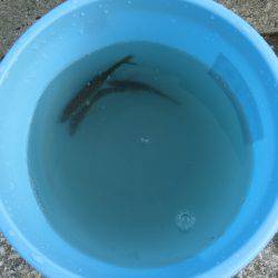 小アジの唐揚げが食べたーいっ‼