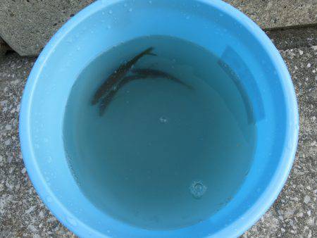 小アジの唐揚げが食べたーいっ‼