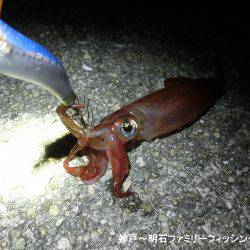 アオリイカ 来たーっ‼