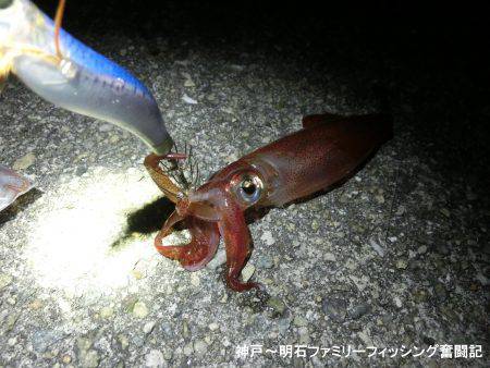 アオリイカ 来たーっ‼