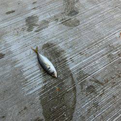 小アジが戻って来た