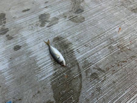 小アジが戻って来た