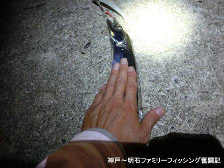 渋いなかでもまずまずかな