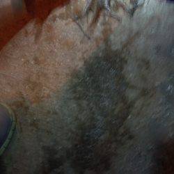 24日ぶりのタコ