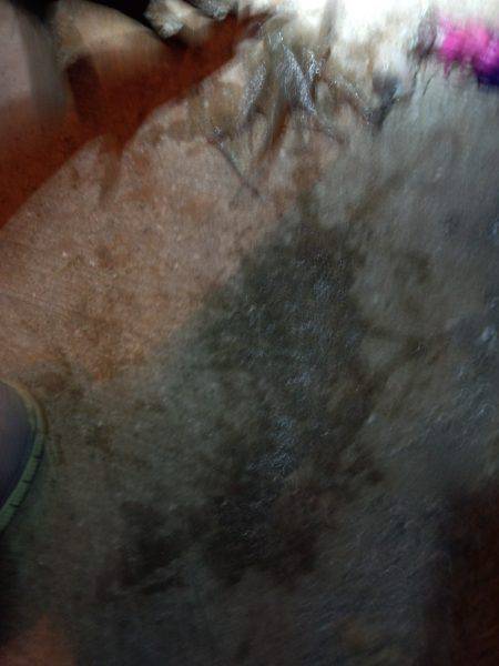 24日ぶりのタコ