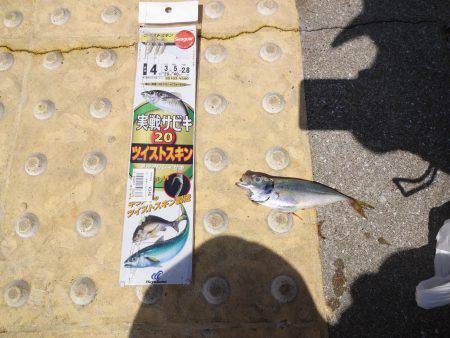 大潮なのに釣果は残念でした。