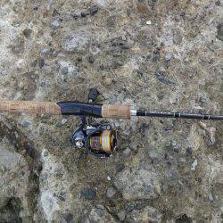 お盆明け何とかキビレ茅渟ゲット出来ました。