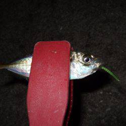 今シーズン初アジ！