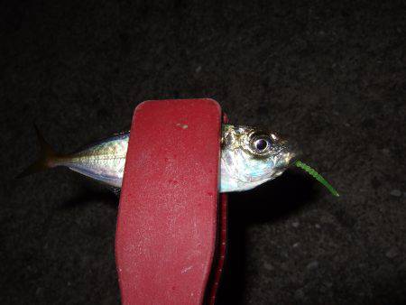 今シーズン初アジ！