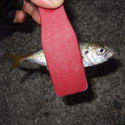 アジは気まぐれ