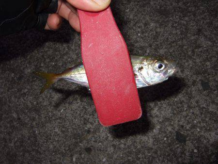 アジは気まぐれ