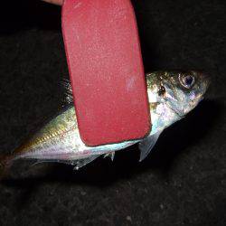 台風後は魚種多彩！？