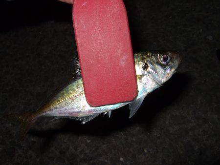 台風後は魚種多彩！？