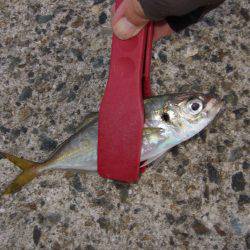 ジギングサビキ初挑戦