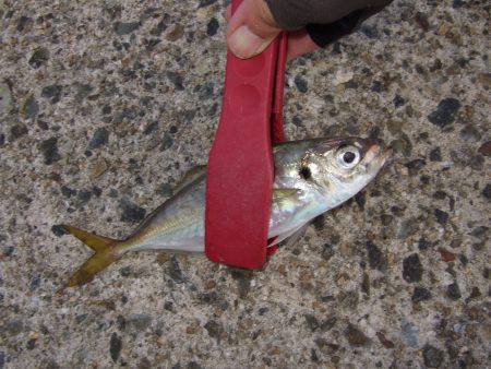 ジギングサビキ初挑戦