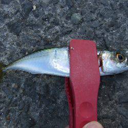 アジング好調キープ