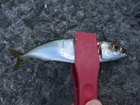 アジング好調キープ