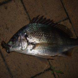 台風前に市街地で短時間チニング