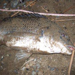 キビレ調査　ＮＯ，３４