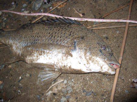 キビレ調査　ＮＯ，３４