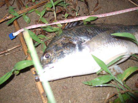 キビレ調査　ＮＯ，３5