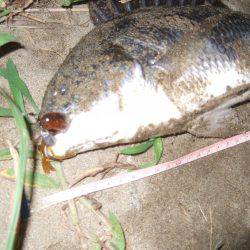 キビレ調査　ＮＯ，３６