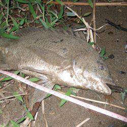 キビレ調査　ＮＯ，３７