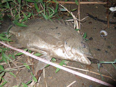 キビレ調査　ＮＯ，３７