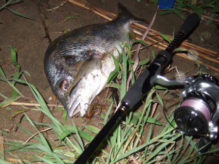 キビレ調査　ＮＯ，３８