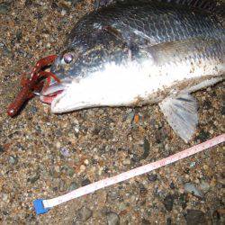 キビレ調査 NO,40