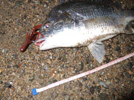 キビレ調査 NO,40