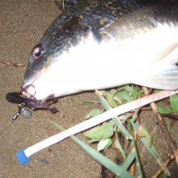 キビレ調査 NO,41