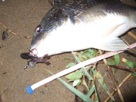 キビレ調査 NO,41