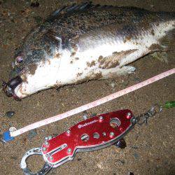 キビレ調査　ＮＯ，４２