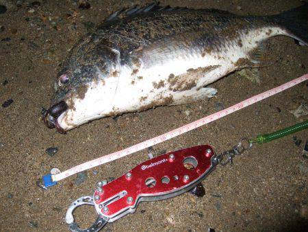 キビレ調査　ＮＯ，４２